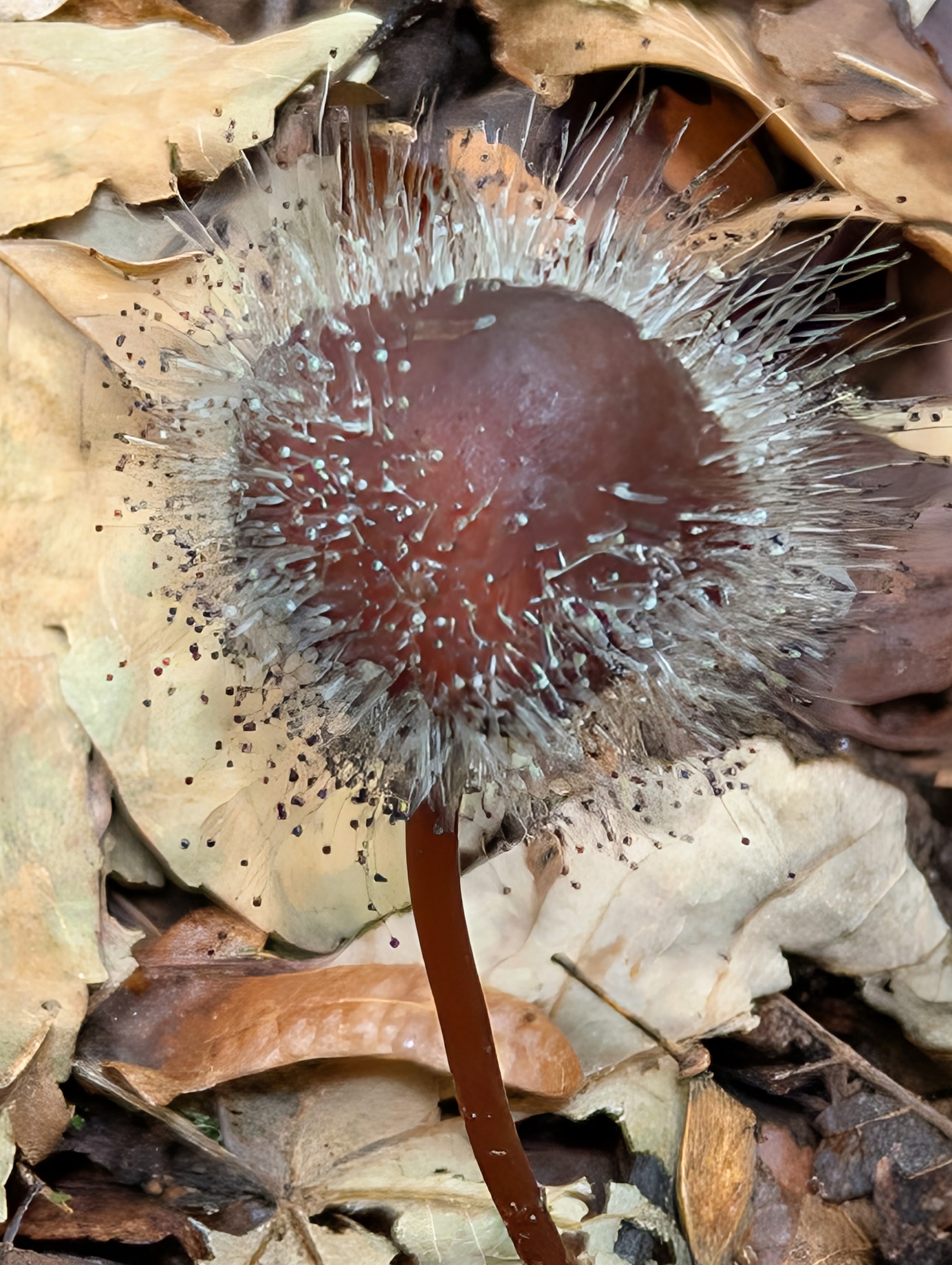 Gemeiner Helmlings-Schimmel